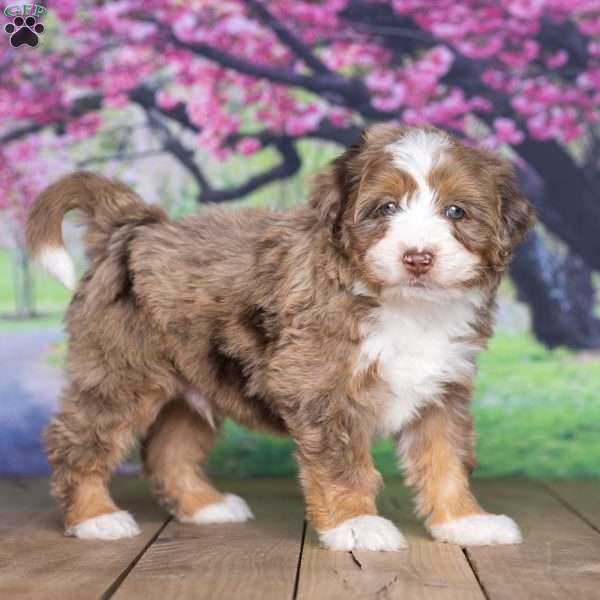 Teddy, Mini Bernedoodle Puppy